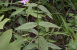 Thickleaf phlox